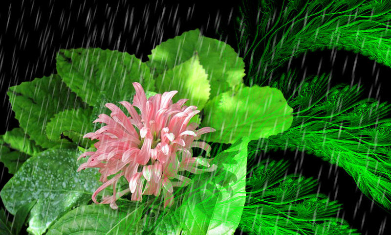 Pink Flower in Rain
