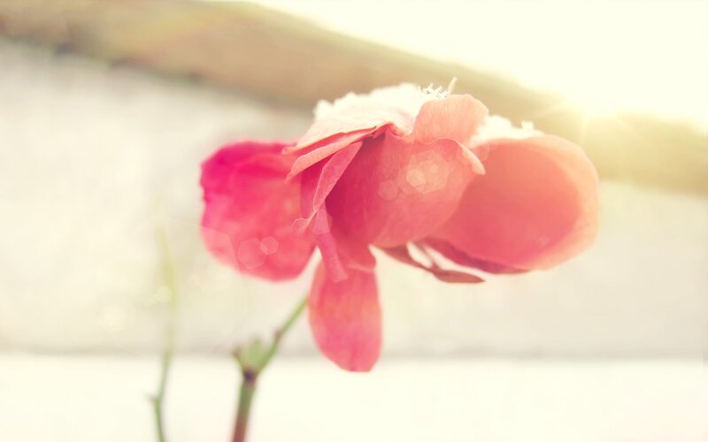 Pink Flower in Snow — Serene