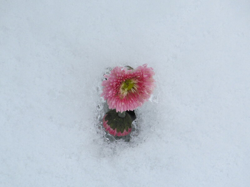 Pink Flower in Snow — White