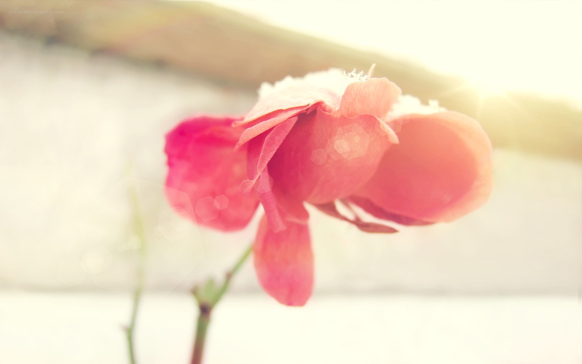 pink flower in snow