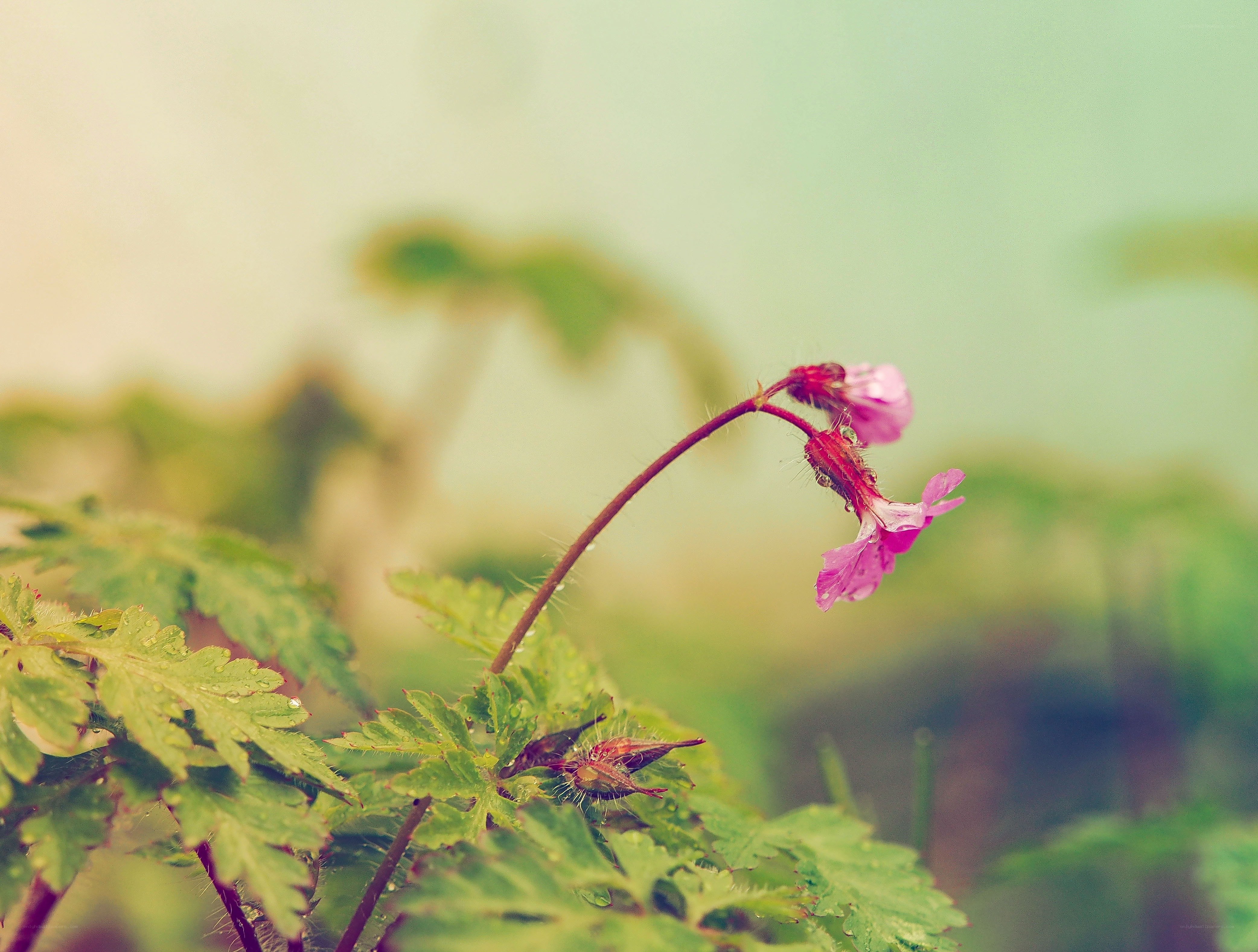 Pink flower in soft focus