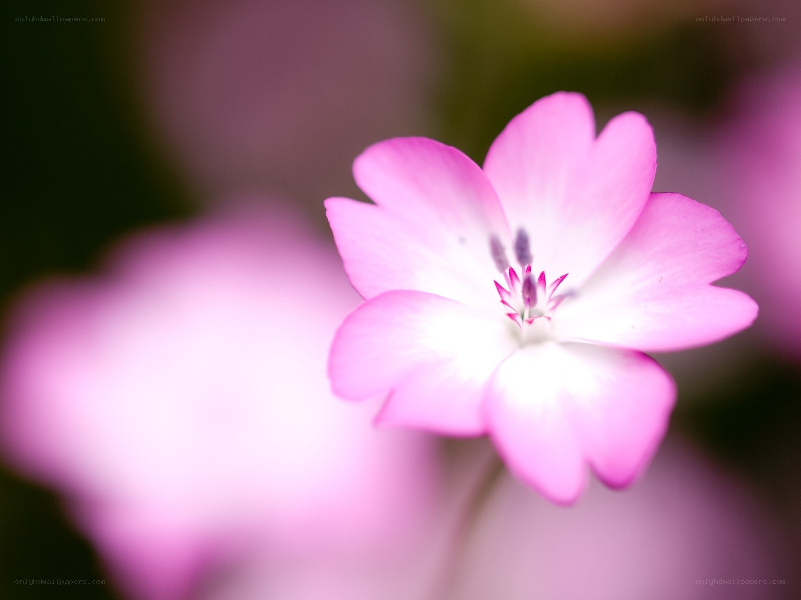 Pink flower in soft focus