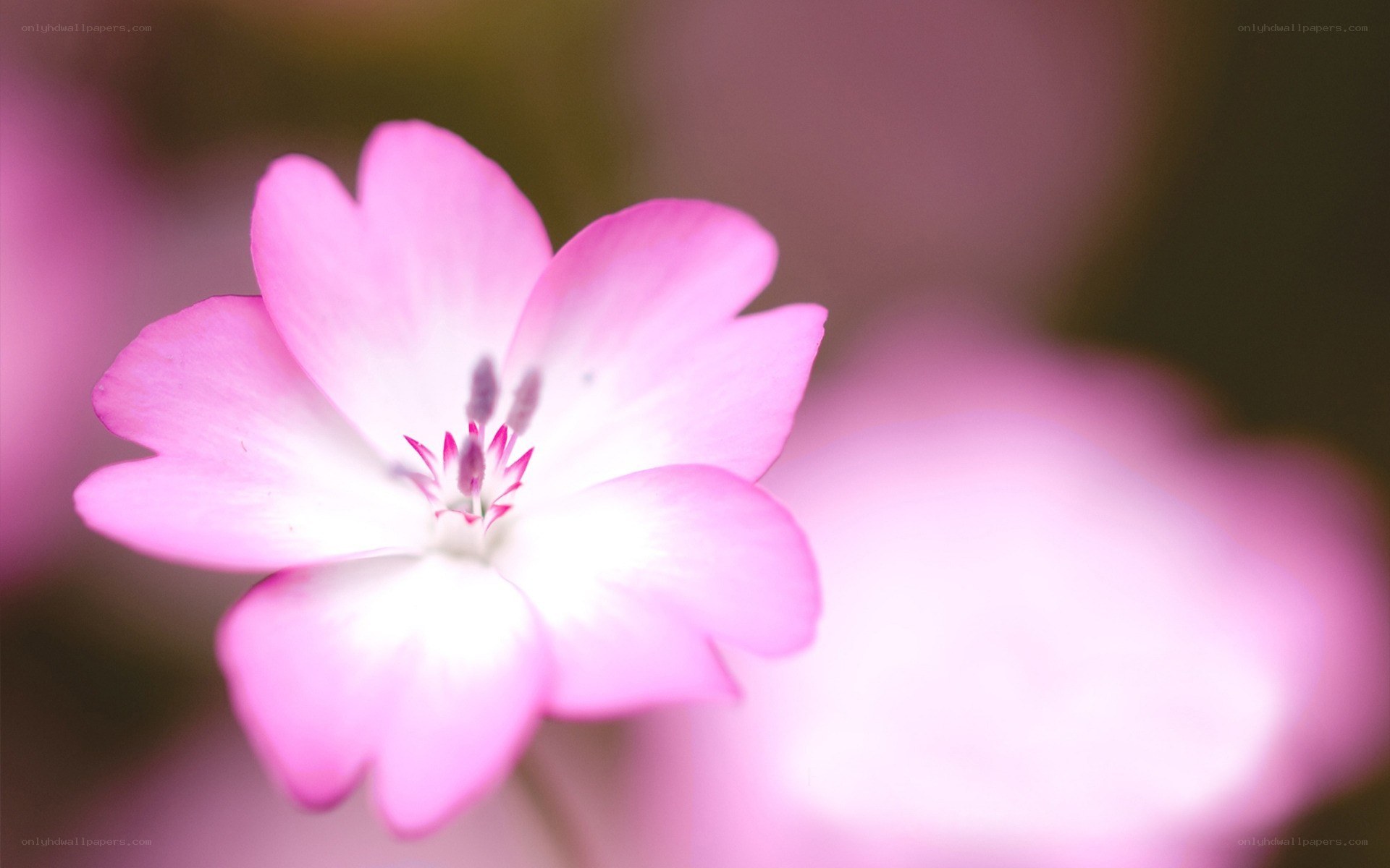 Pink flower in soft focus