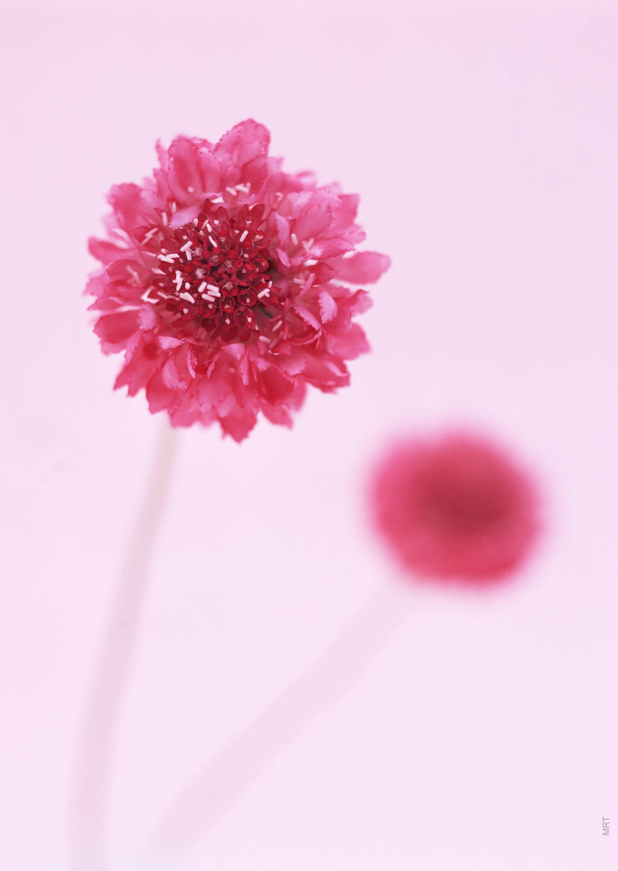 Pink flower in soft focus