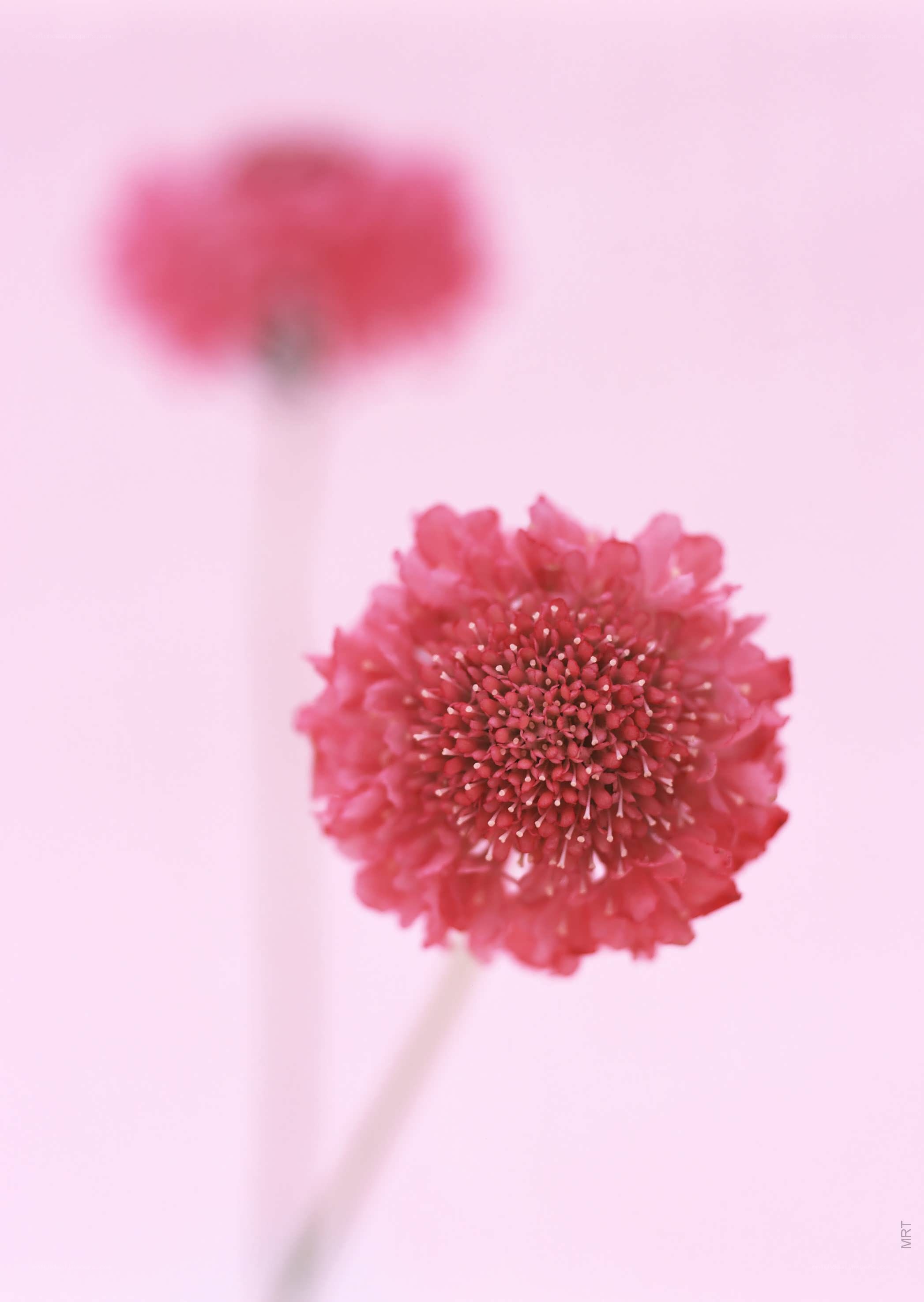 Pink flower in soft focus