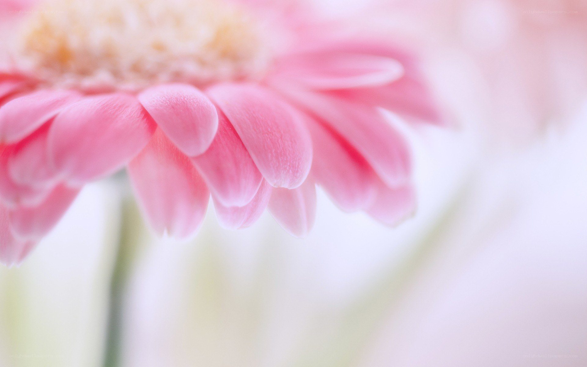 Pink flower in soft focus