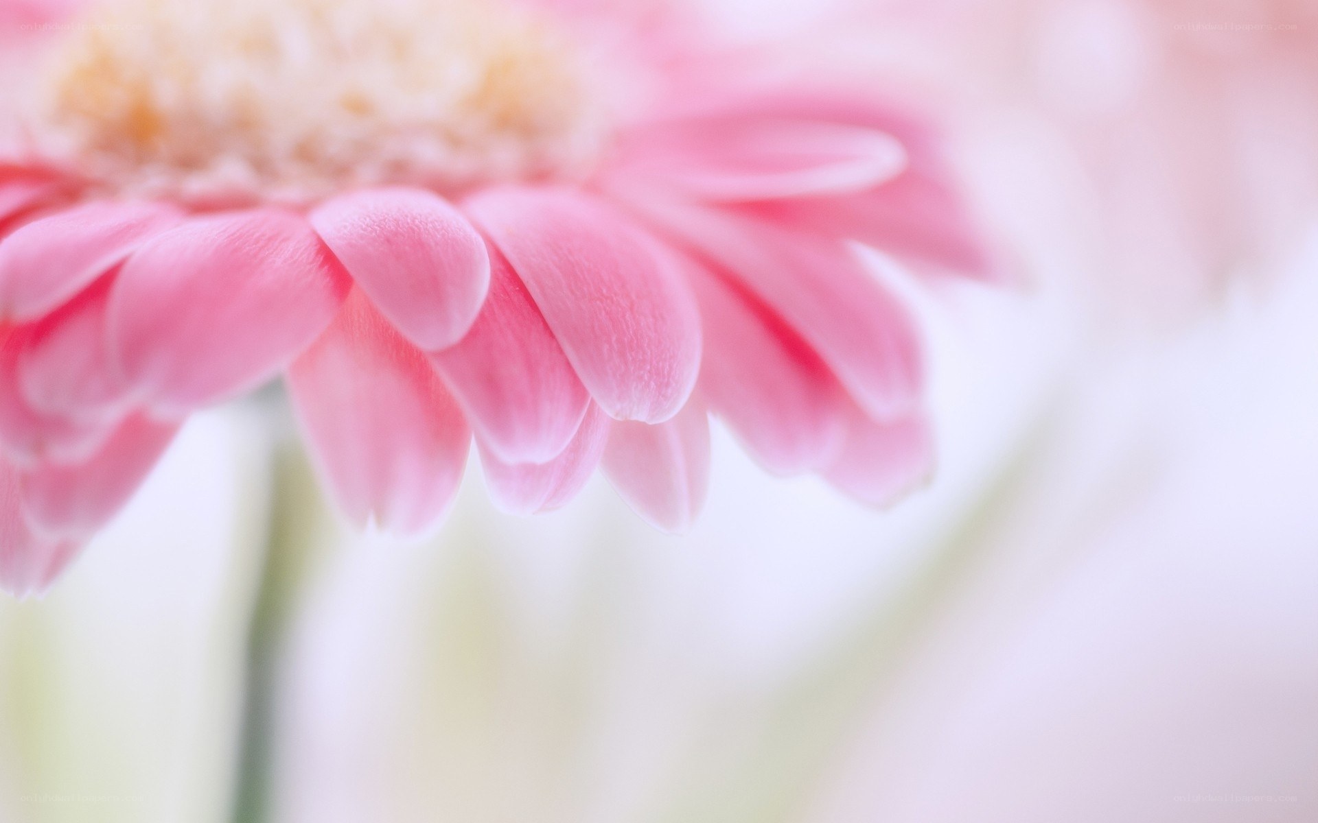 Pink flower in soft focus