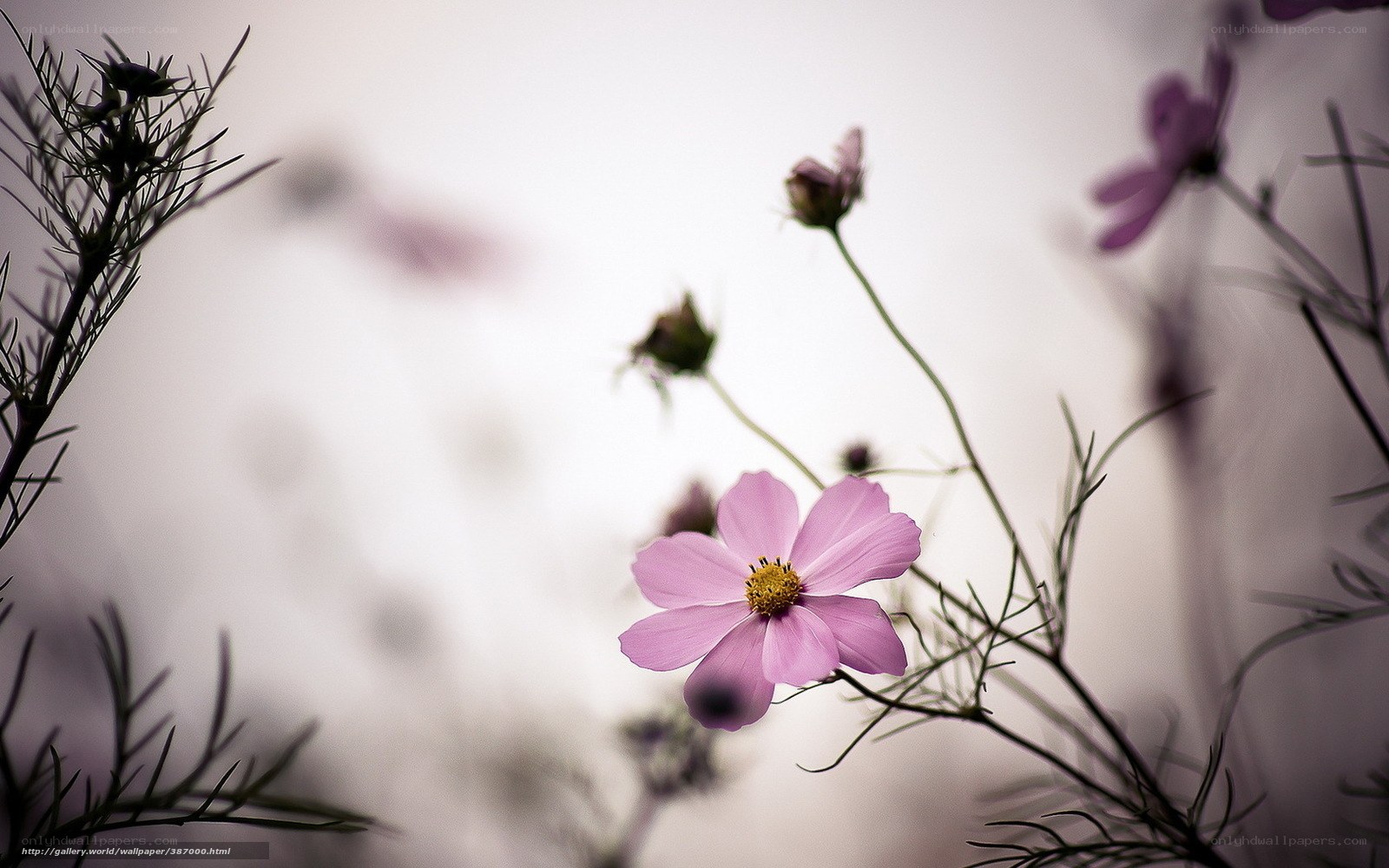 Pink flower in soft focus