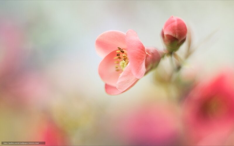 Pink flower in soft focus