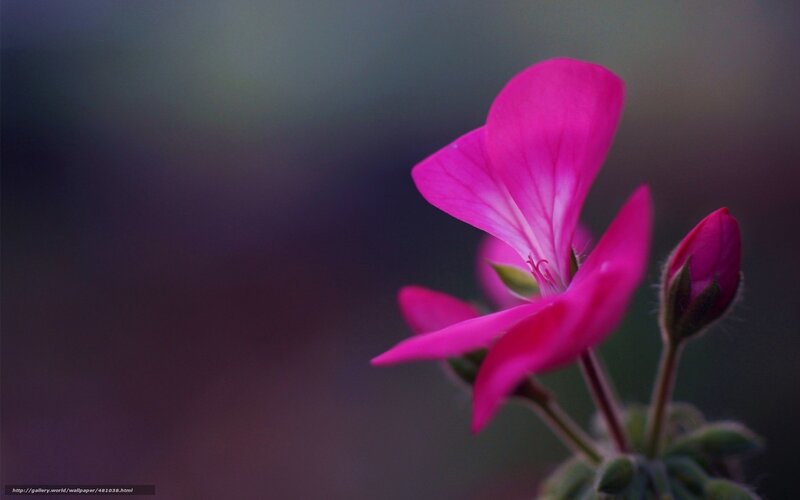 Pink flower in soft focus