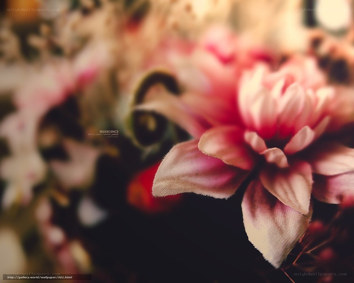 Pink flower in soft focus