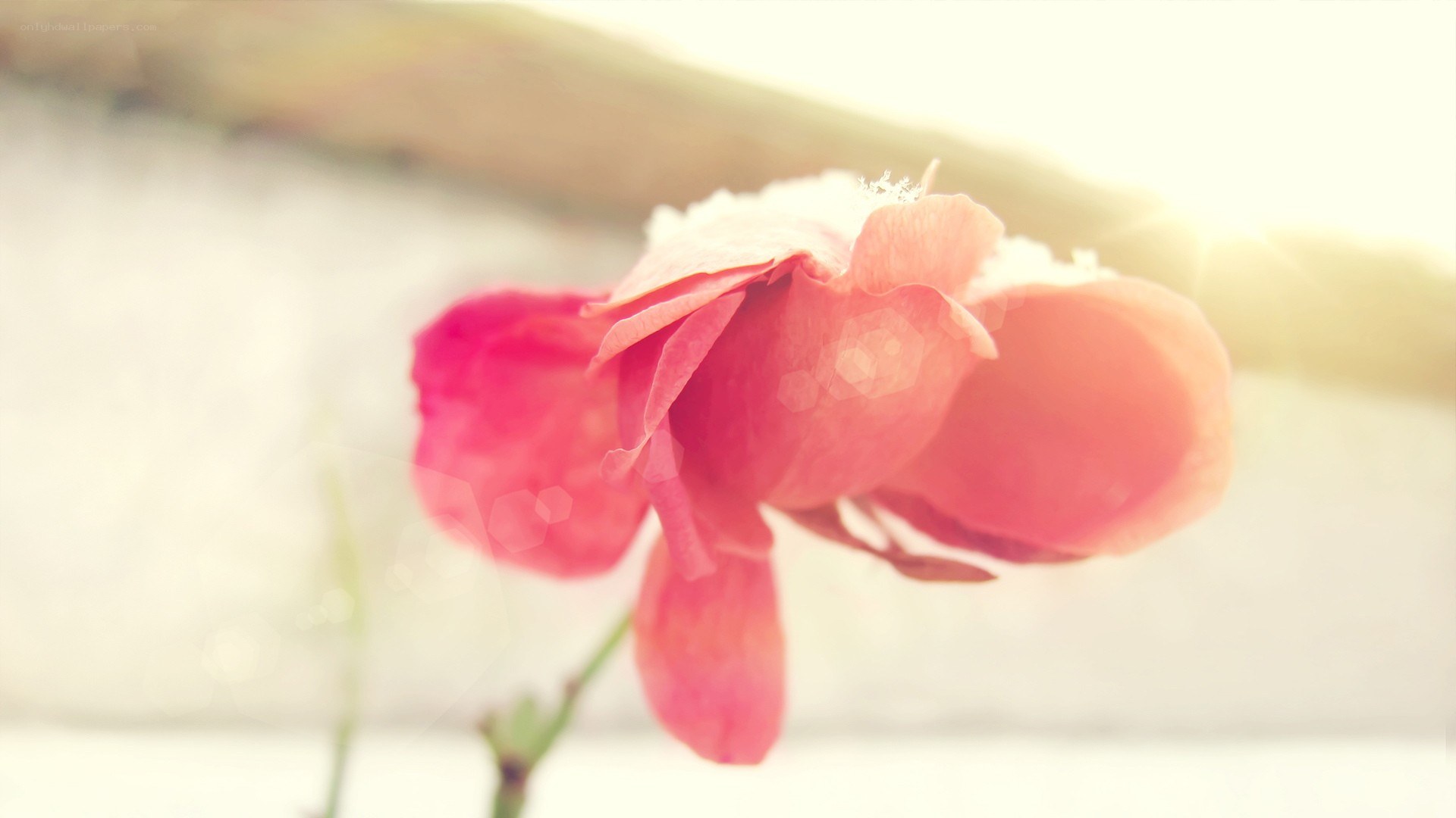 pink flower in soft light
