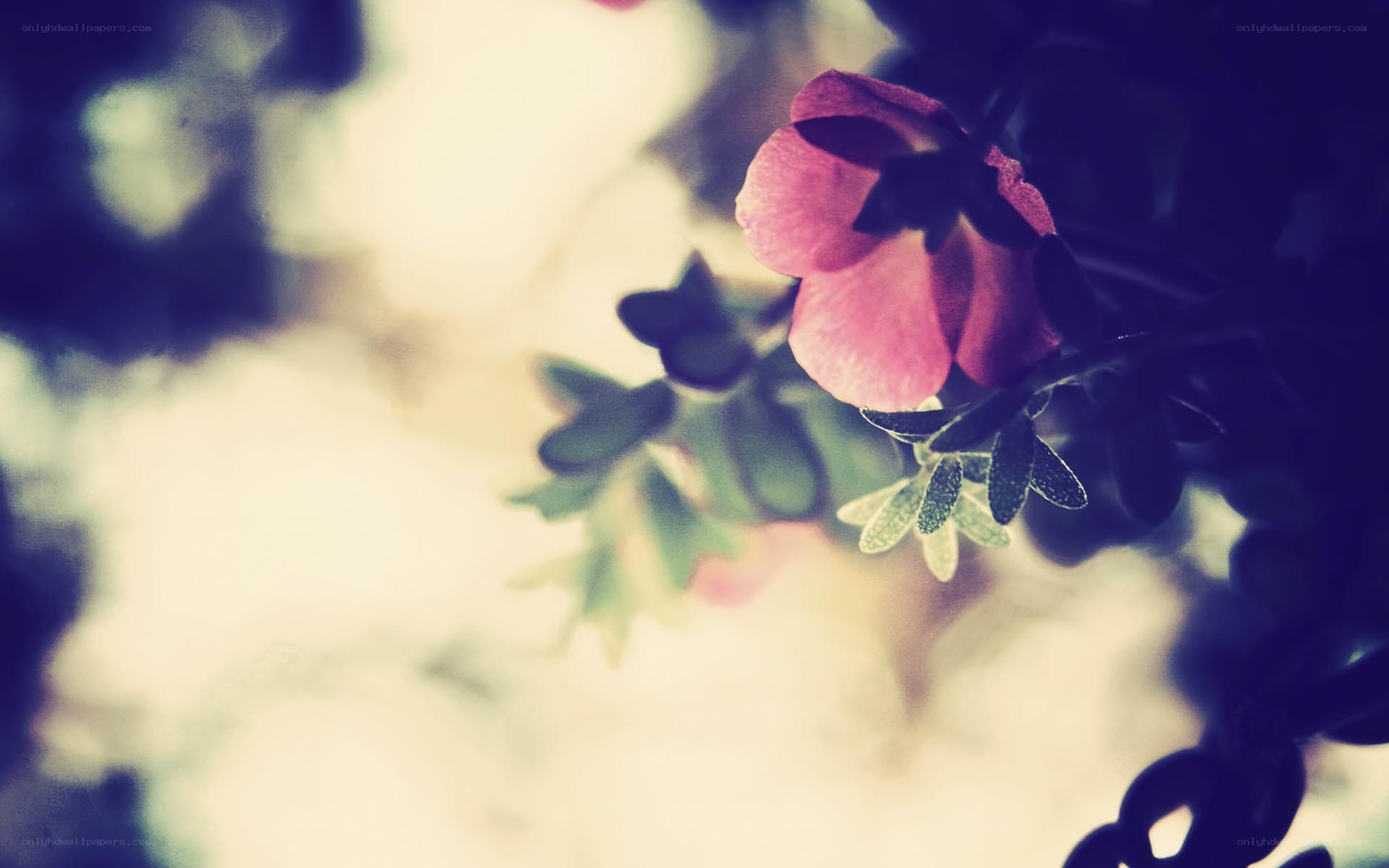 pink flower in soft light