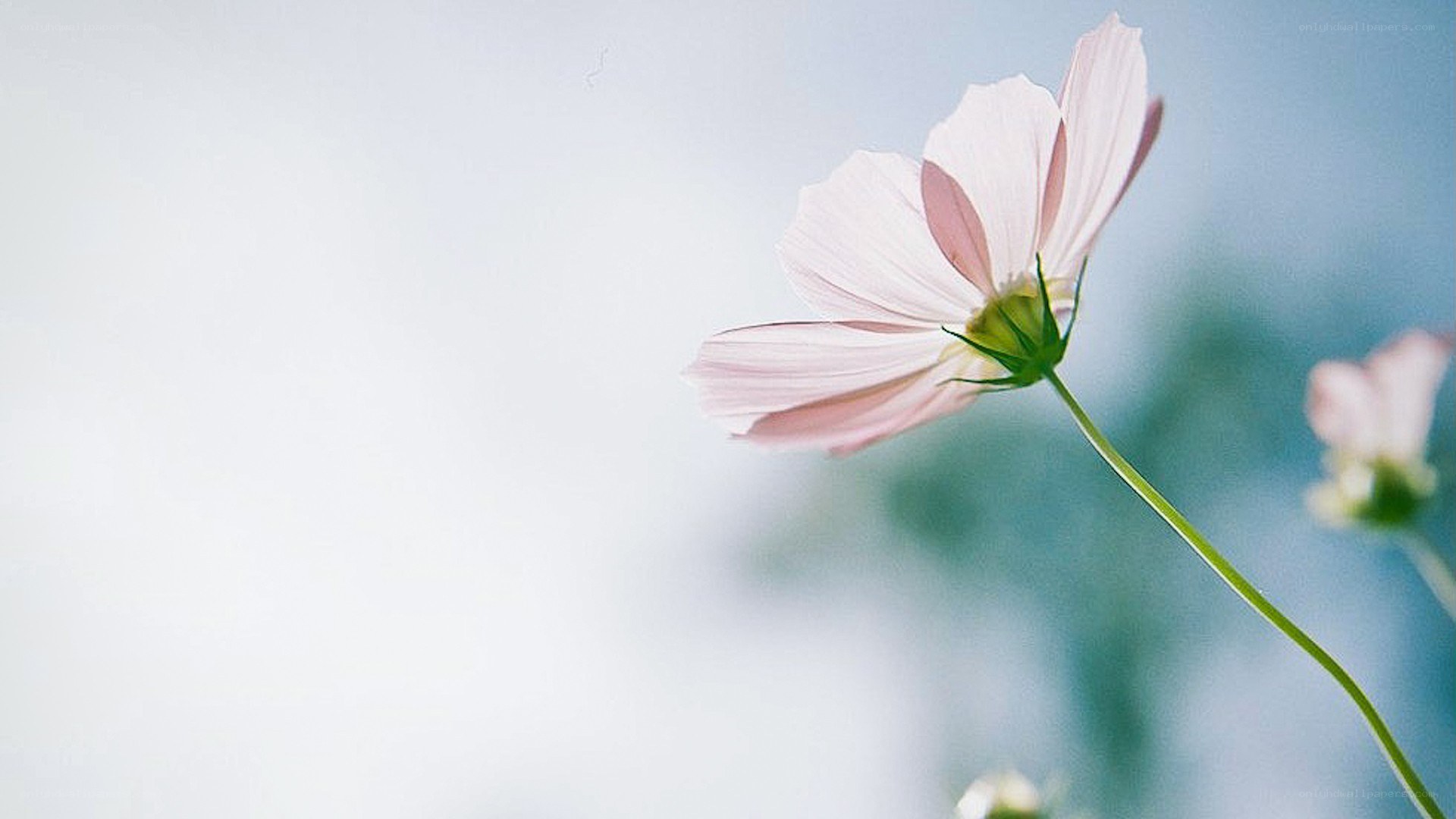 Pink flower in soft light