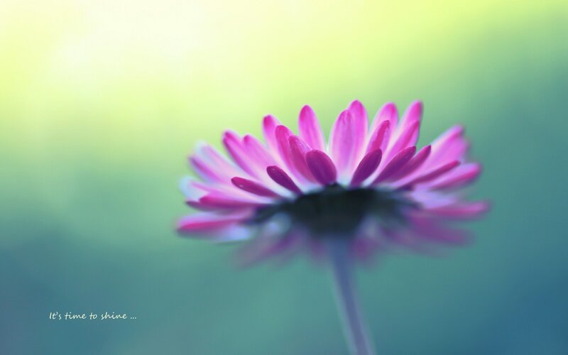 pink flower in soft light