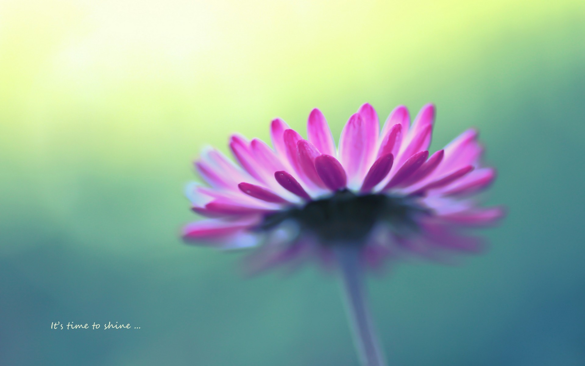 pink flower in soft light