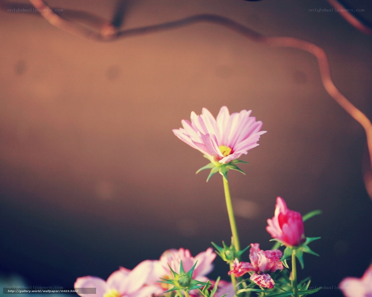 Pink flower in soft light
