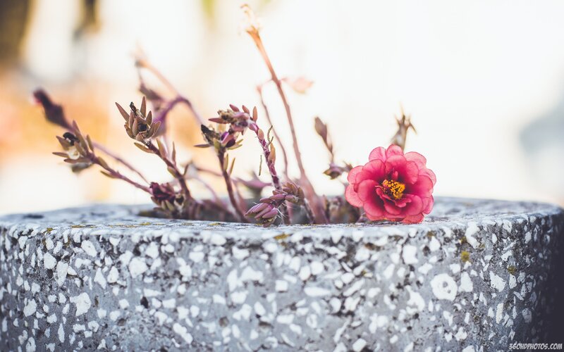 Pink Flower in Stone Pot