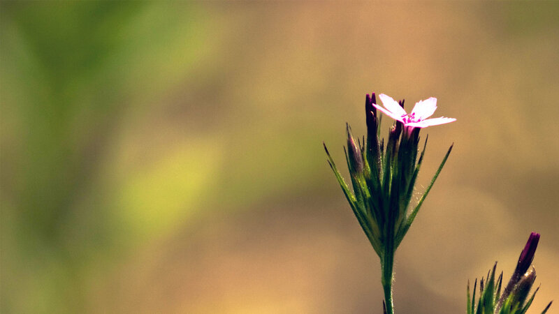 Pink flower in sunlight