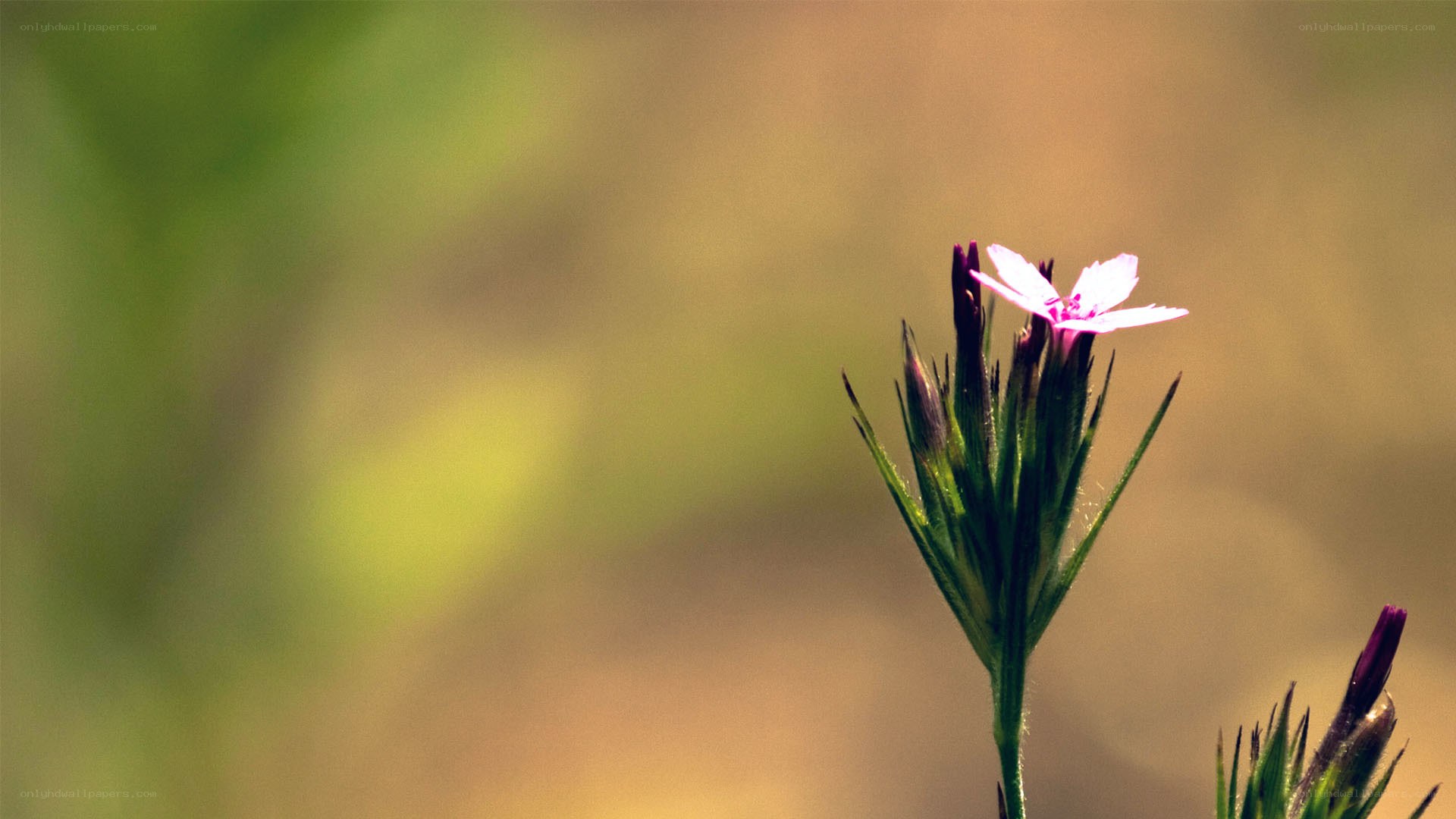 Pink flower in sunlight