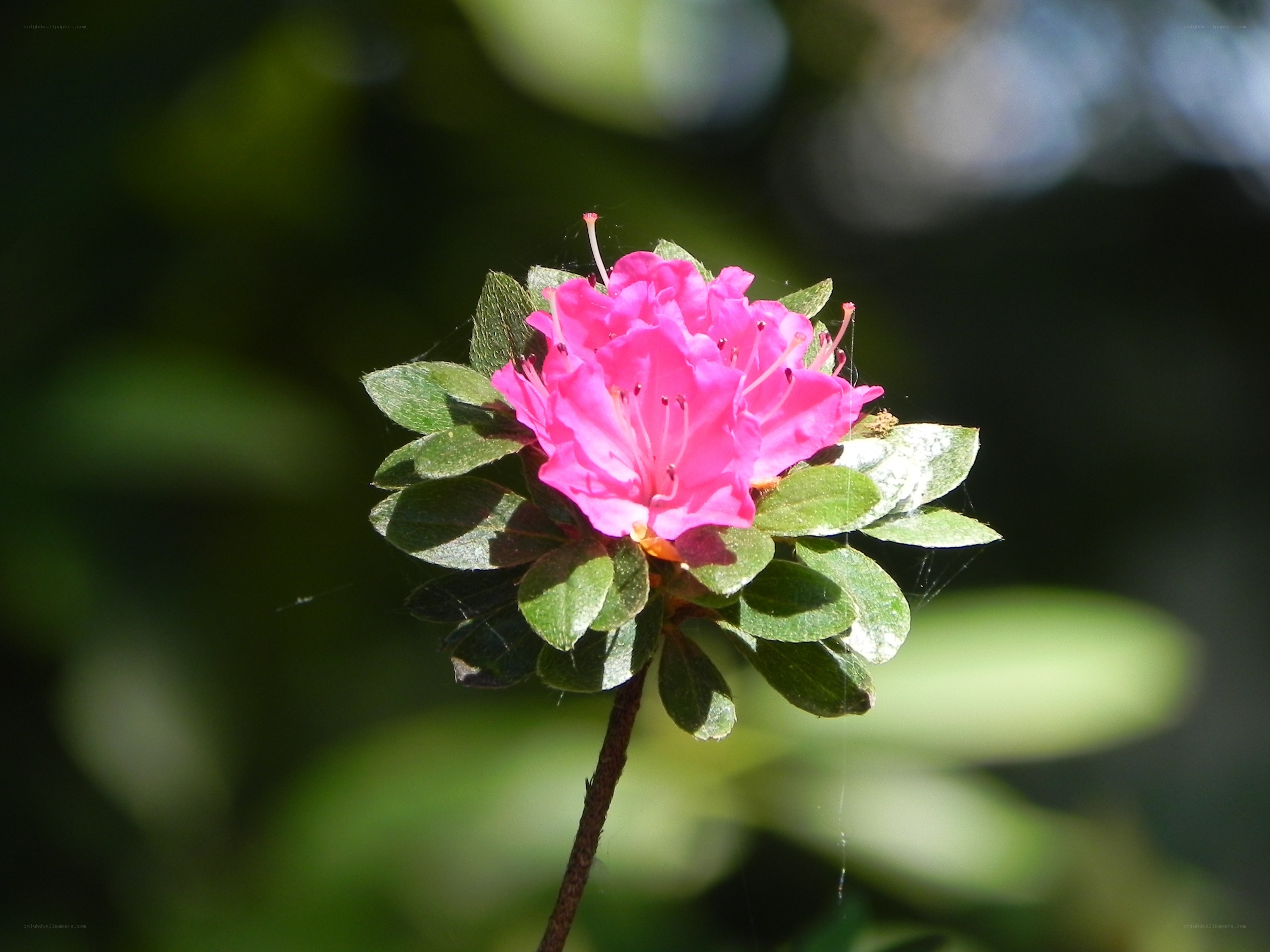 pink flower in sunlight
