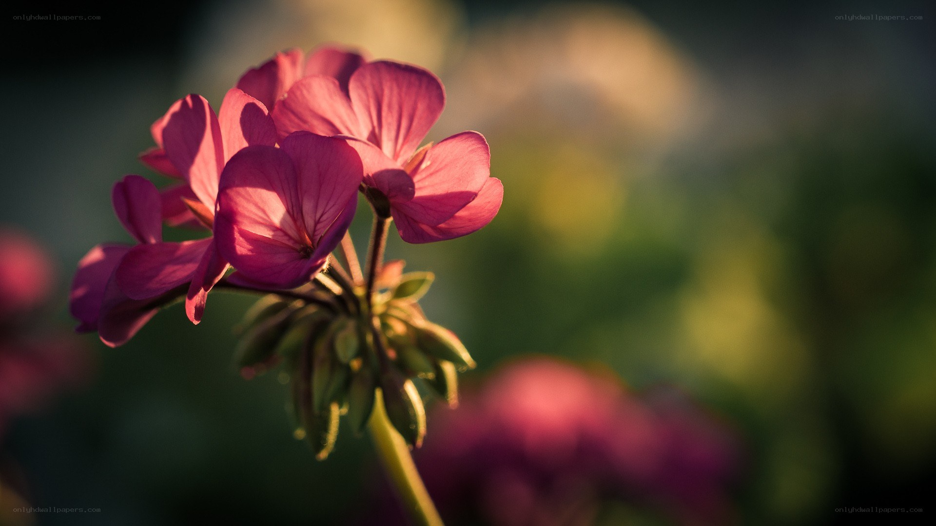 Pink flower in sunlight
