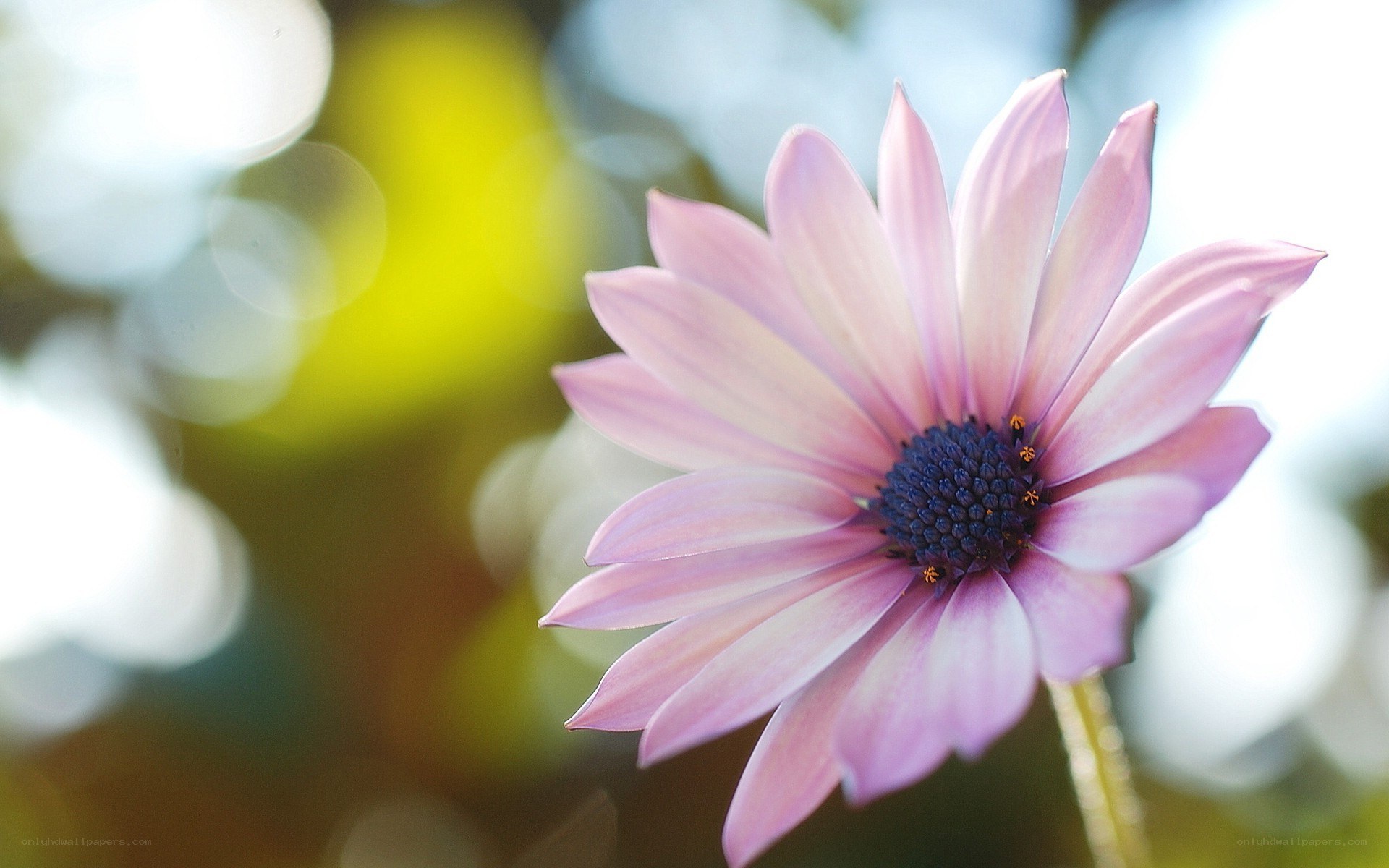 Pink flower in sunlight