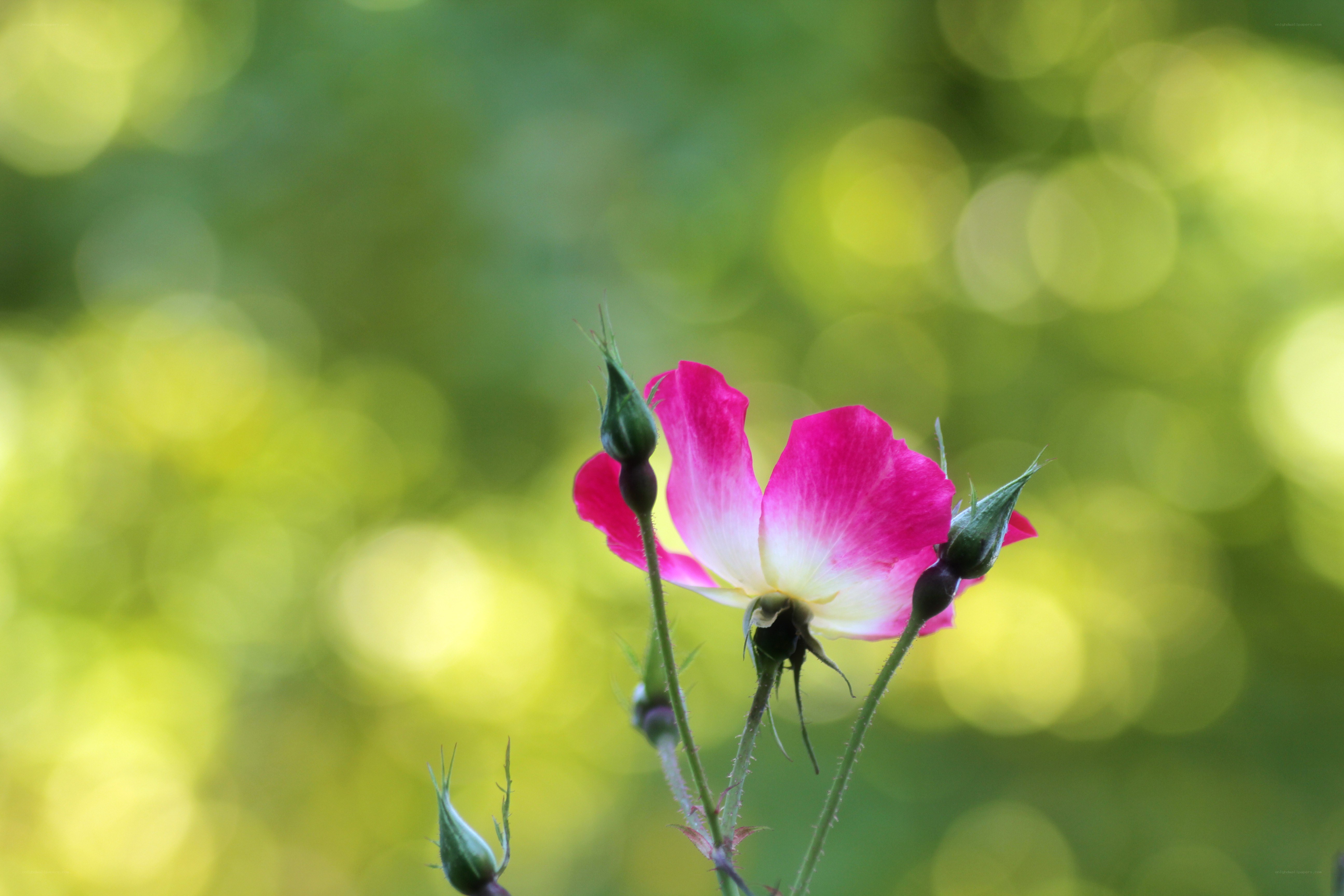 Pink flower in sunlight