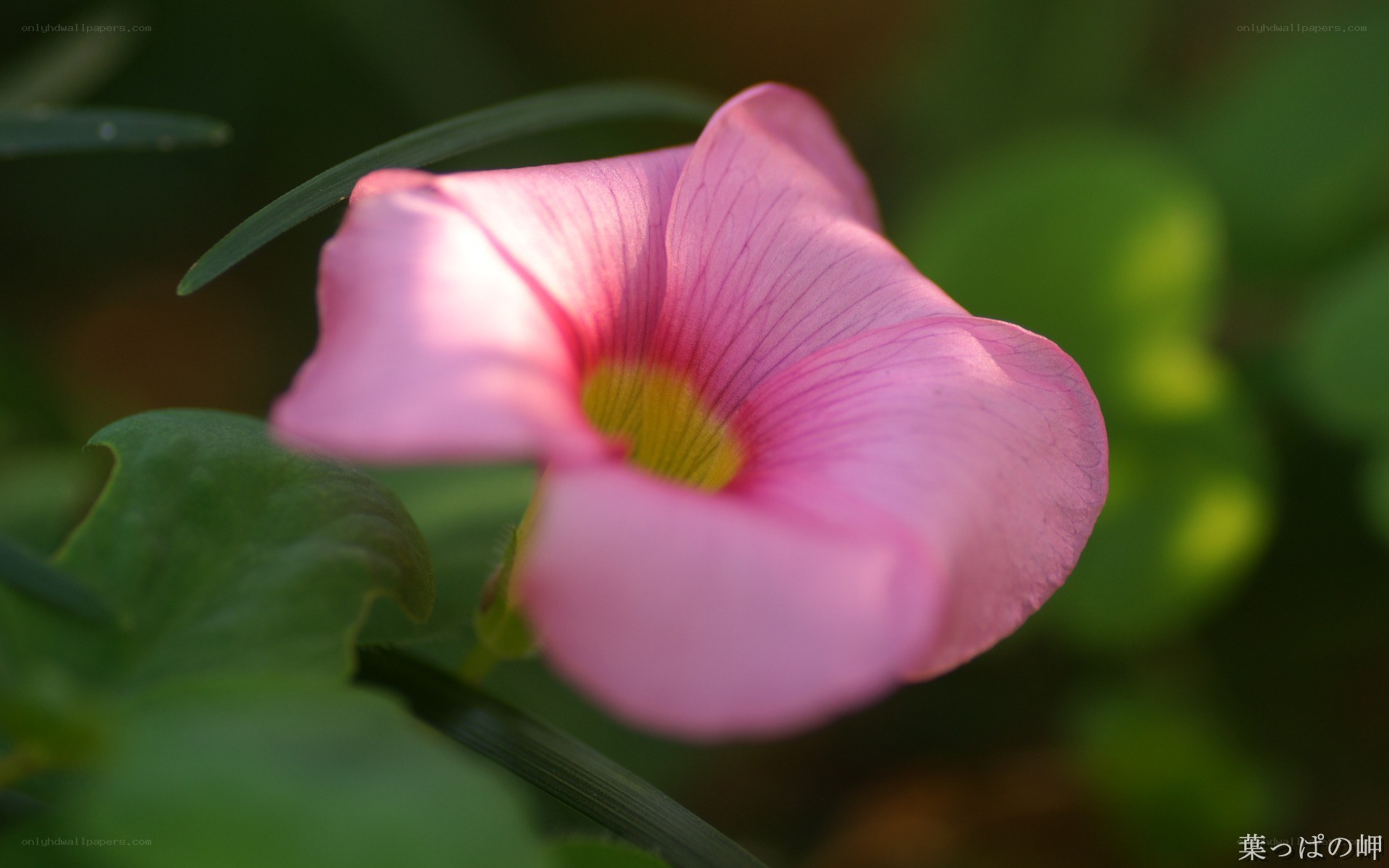 Pink flower in sunlight
