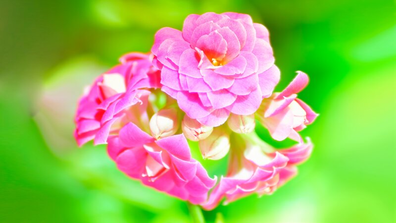 Pink flower in sunlight