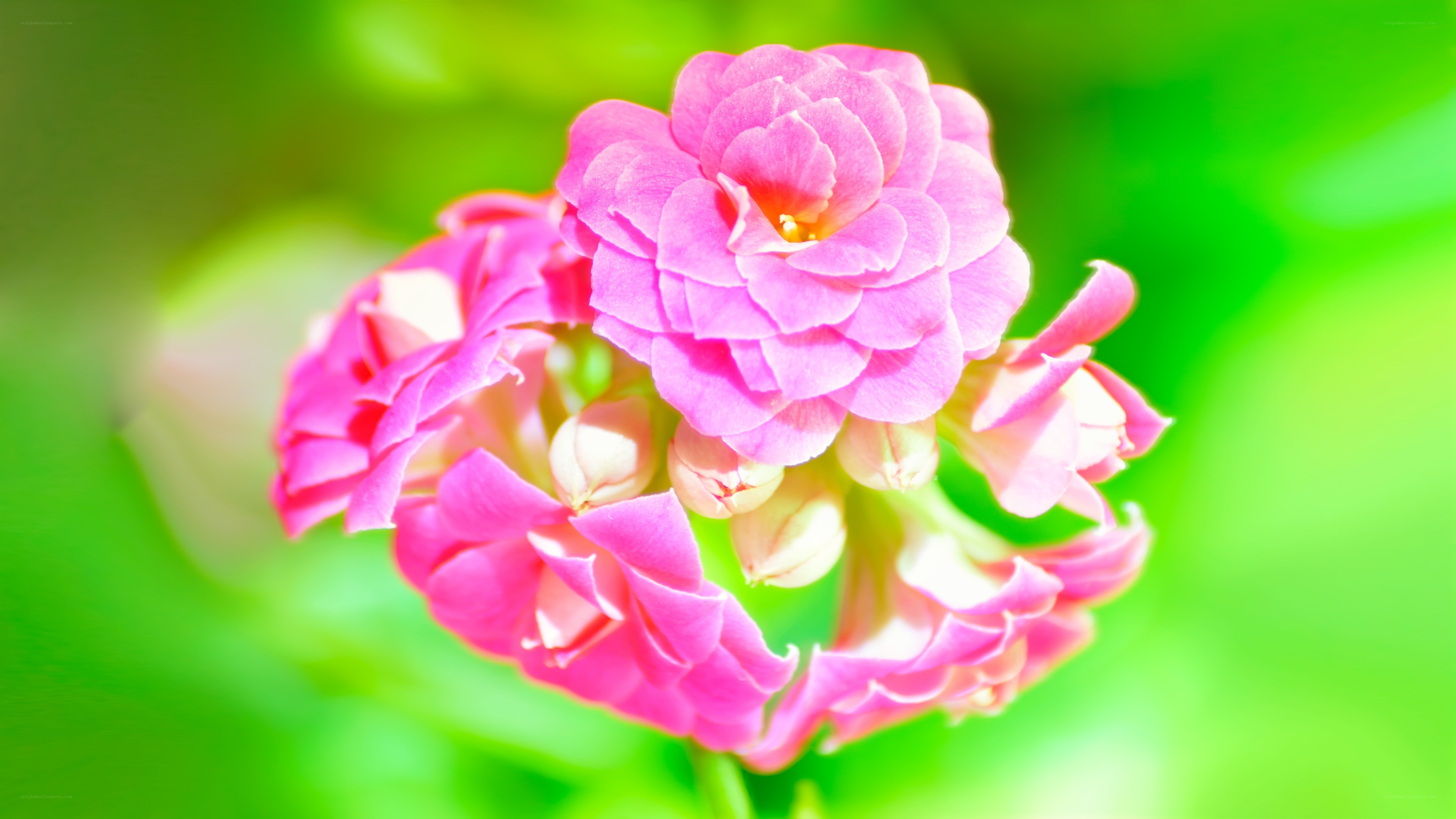 Pink flower in sunlight