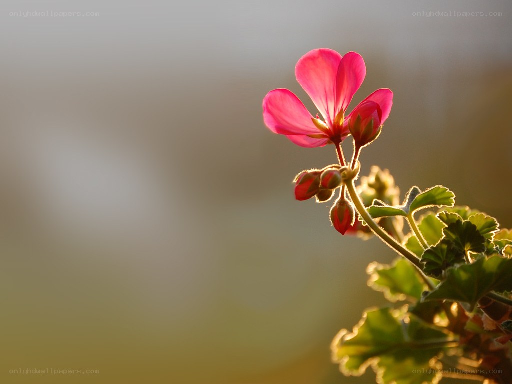 Pink flower in sunlight