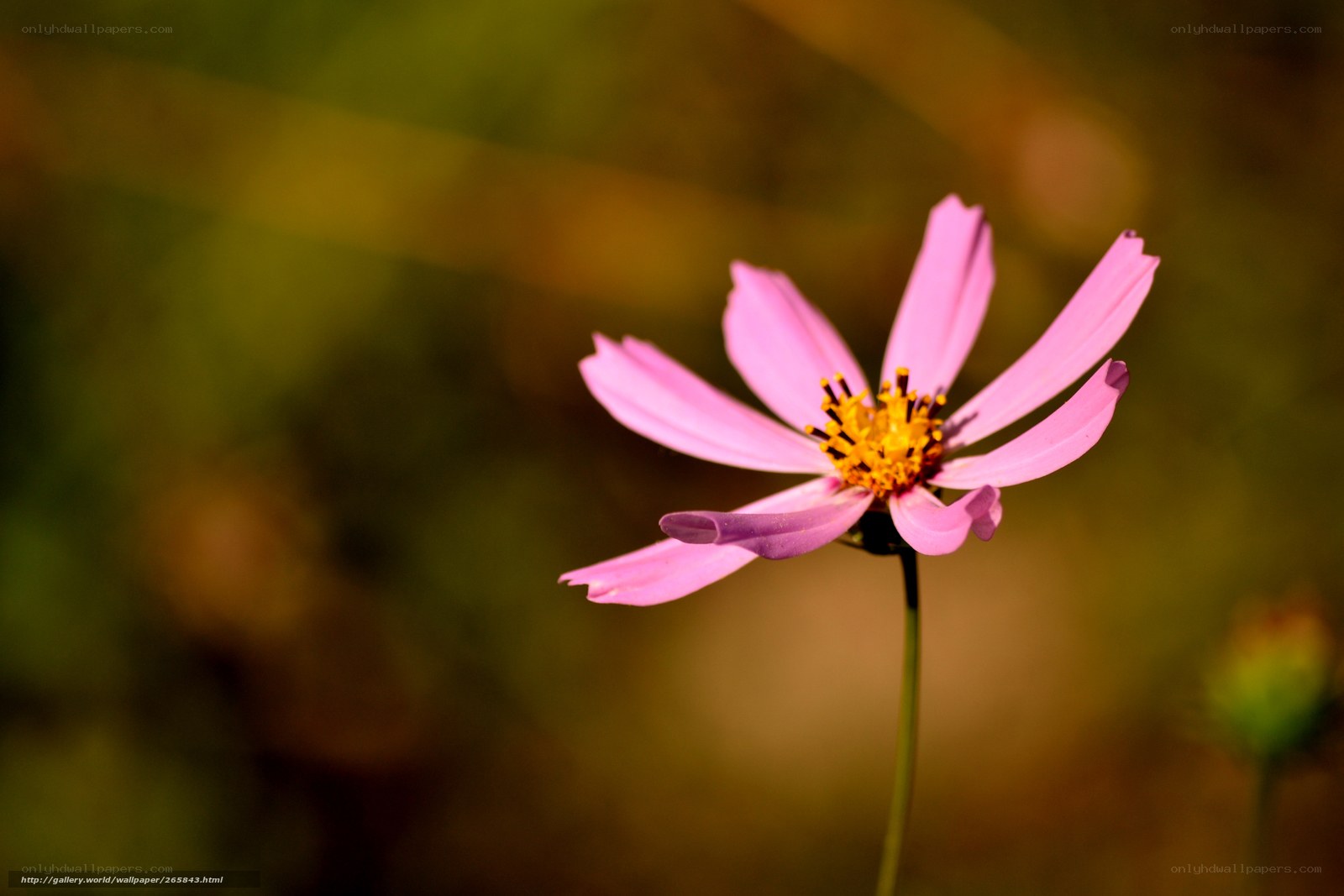 pink flower in sunlight