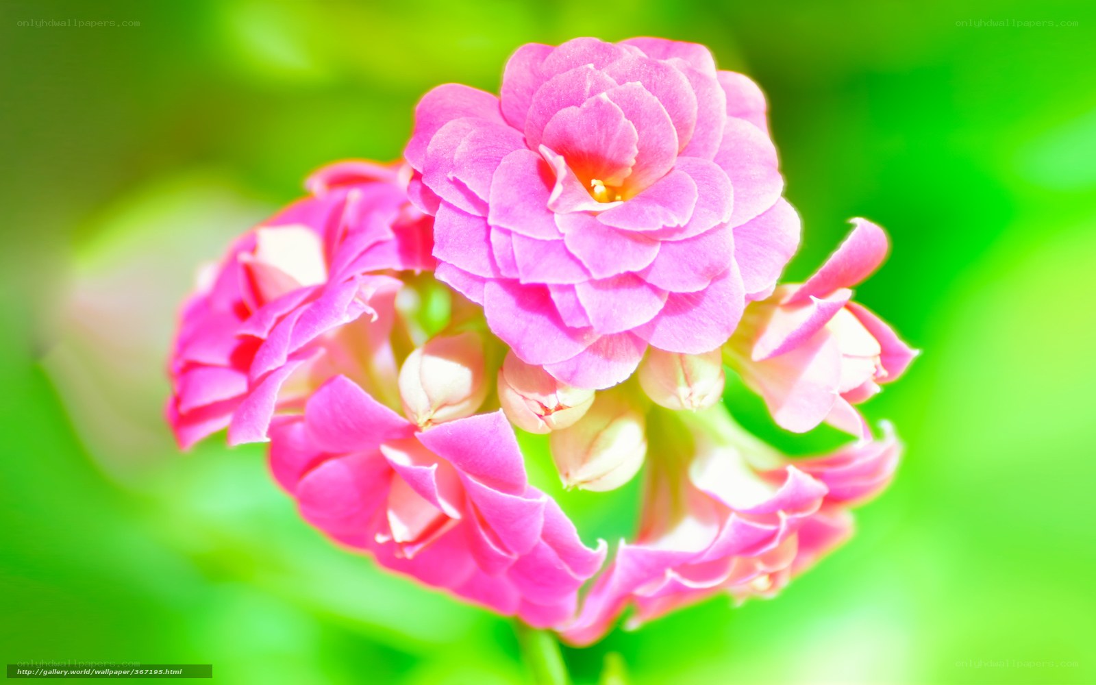 Pink flower in sunlight