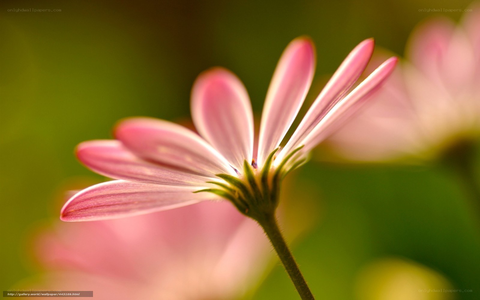 Pink flower in sunlight