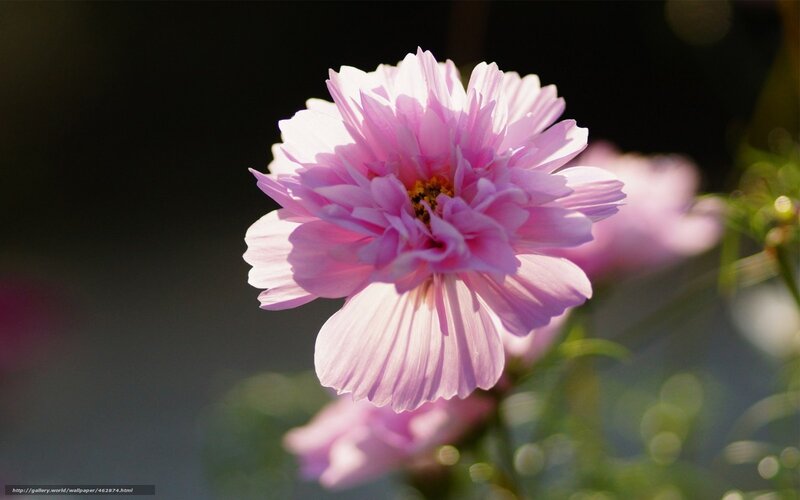Pink flower in sunlight