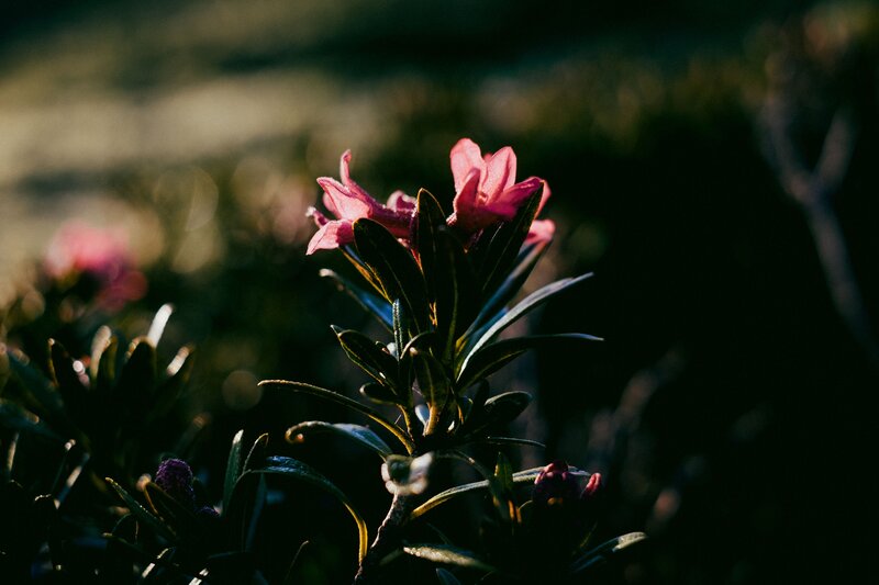 Pink Flower in Sunlight — Dramatic