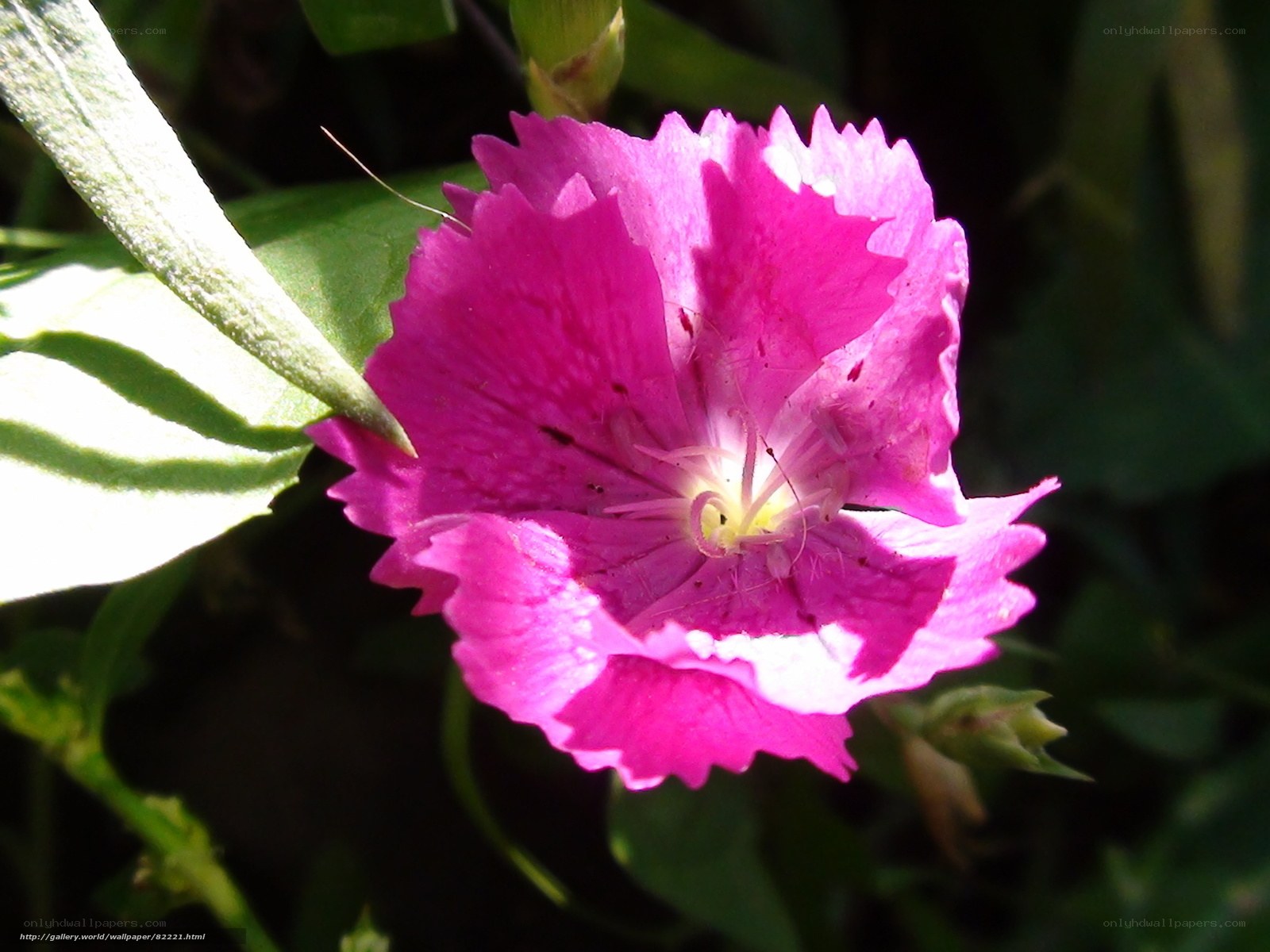 Pink flower in sunlight