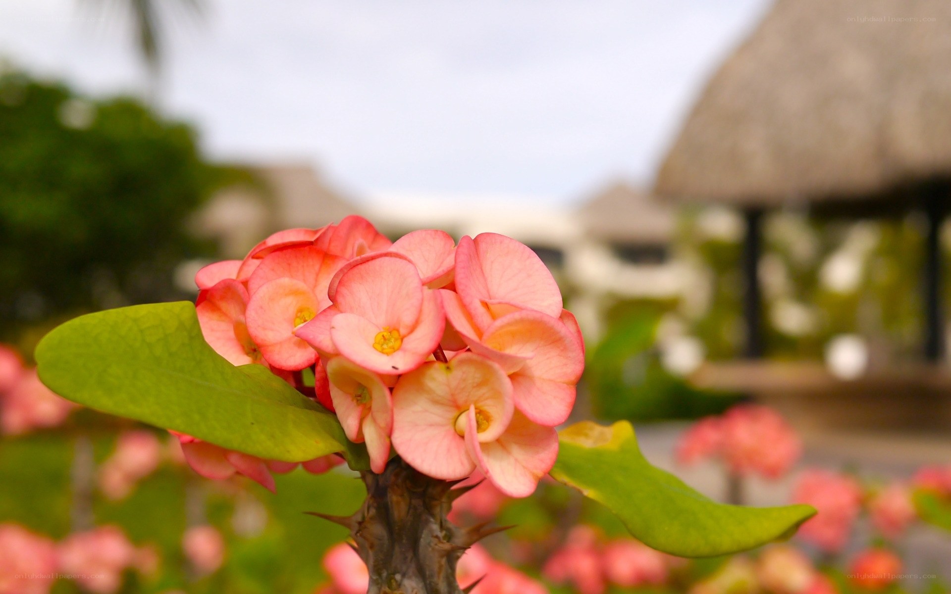 Pink flower in tropical garden