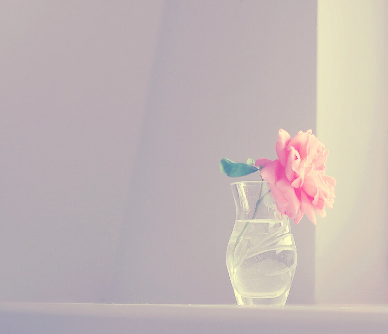 Pink Flower in Vase — Serene