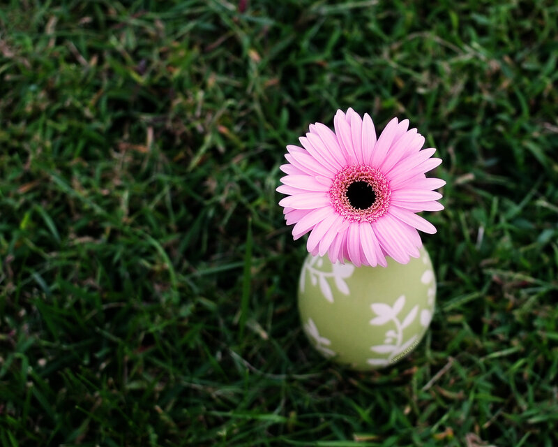 Pink Flower in Vase