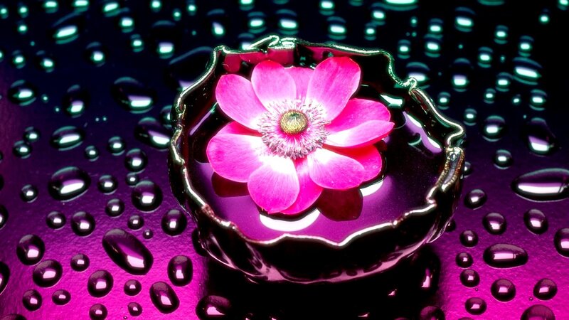 pink flower in water bowl