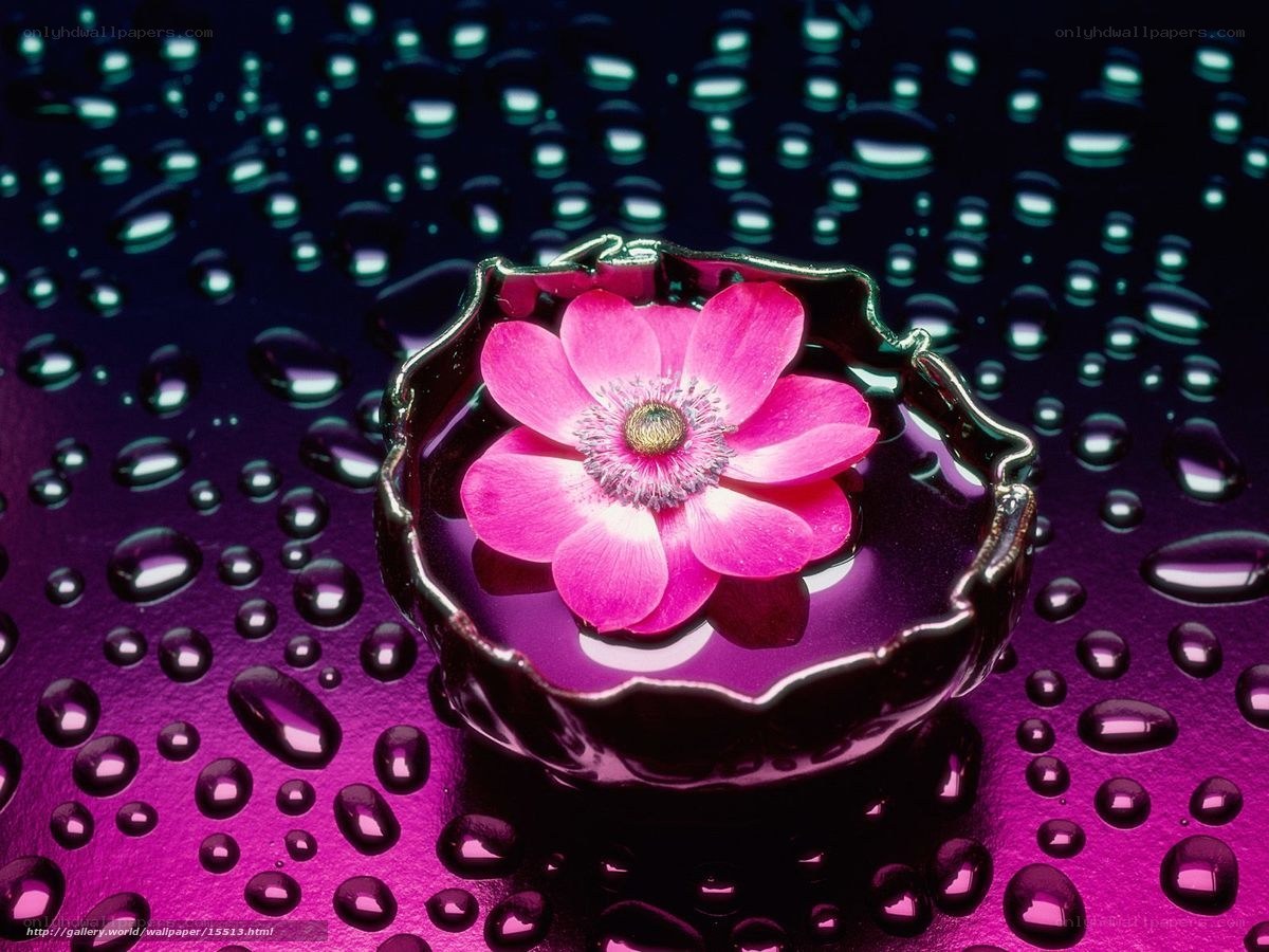 Pink flower in water bowl