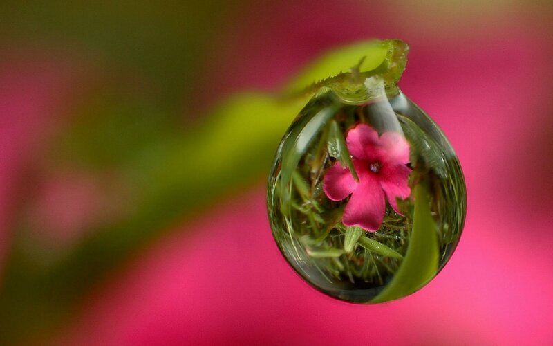 Pink Flower in Water Droplet