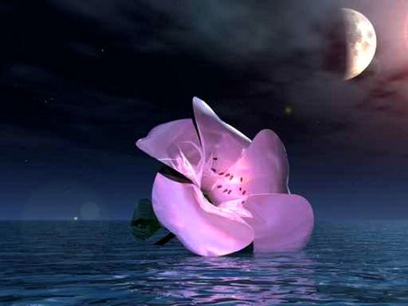 Pink Flower in Water — Purple