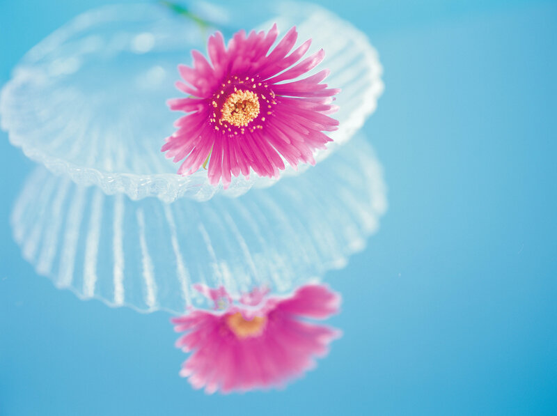 Pink Flower in Water — Serene, Photograph