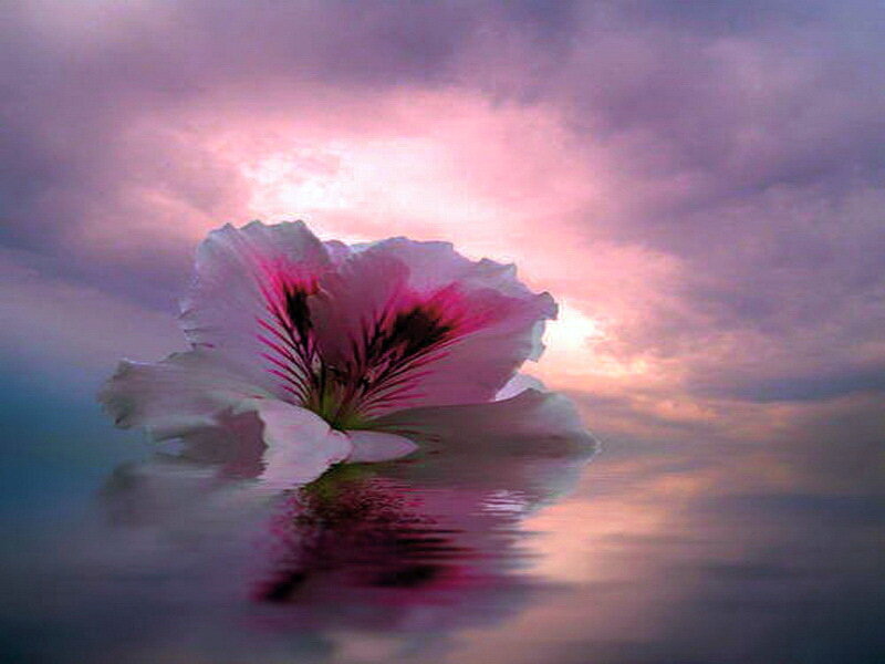 Pink Flower in Water — Serene