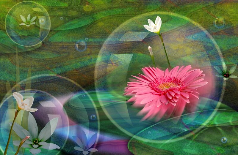 Pink Flower in Water