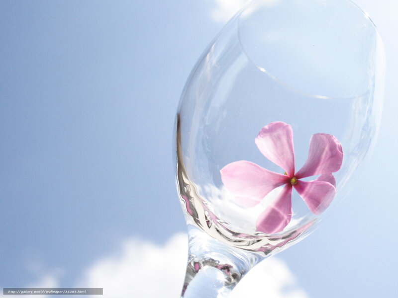 Pink flower in wine glass