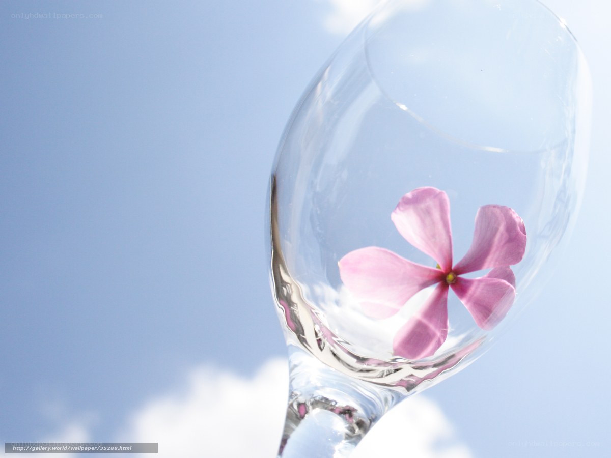 Pink flower in wine glass